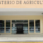 Ministerio de Agricultura adopta una serie de medidas para ampliar y fortalecer la exportación de mangos hacia Europa y los Estados Unidos